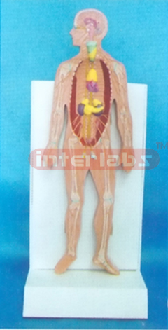 DESK-TYPE, ASIA 35CM TALL HUMAN ENDOCRINE SYSTEM MODEL W/SKELETON, NERVES AND DESCRIPTION PLATE